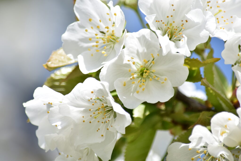 さくらんぼの花4