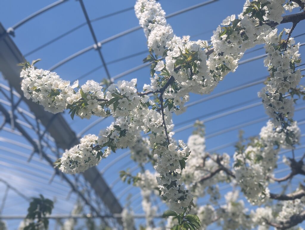 さくらんぼの花2