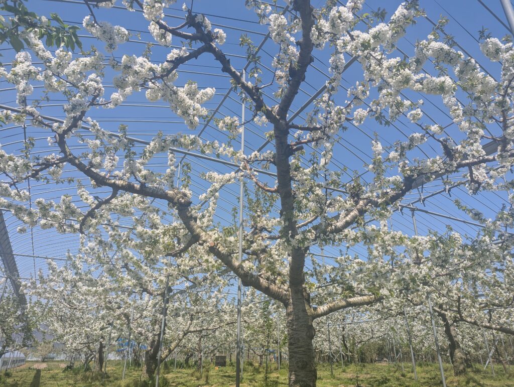 さくらんぼの花5
