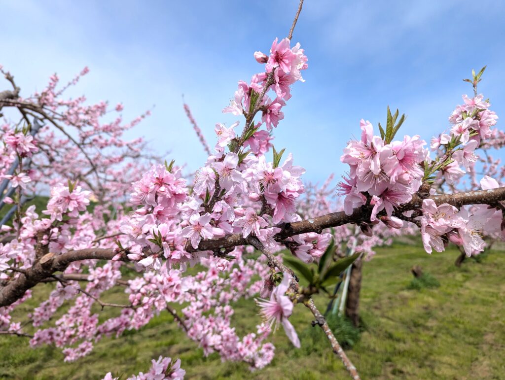 まどか